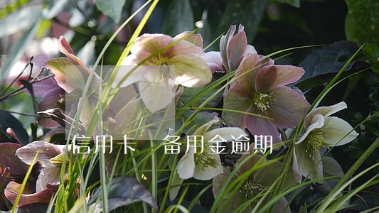 信用卡 备用金逾期 信用卡 备用金逾期